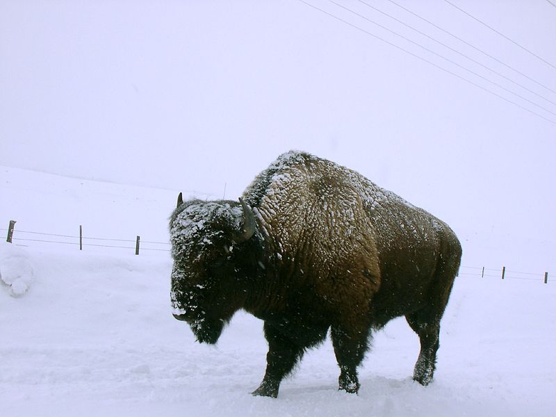 West Yellowstone by the Numbers