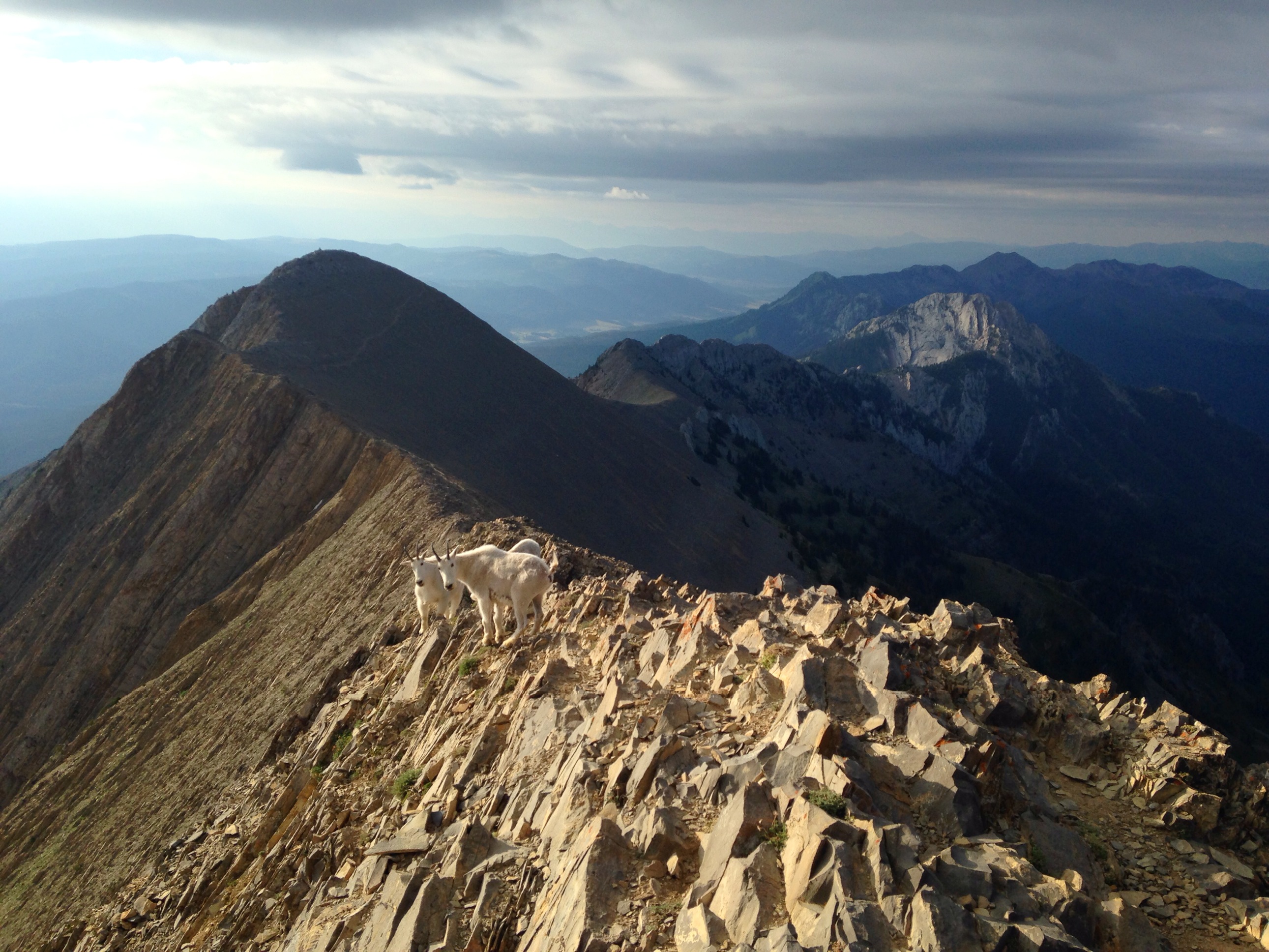 An Editor’s Report of the Bridger Ridge Run