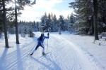 A skier in a blue suit strides along freshly groomed classic tracks through snow-covered pine trees on a sunny day