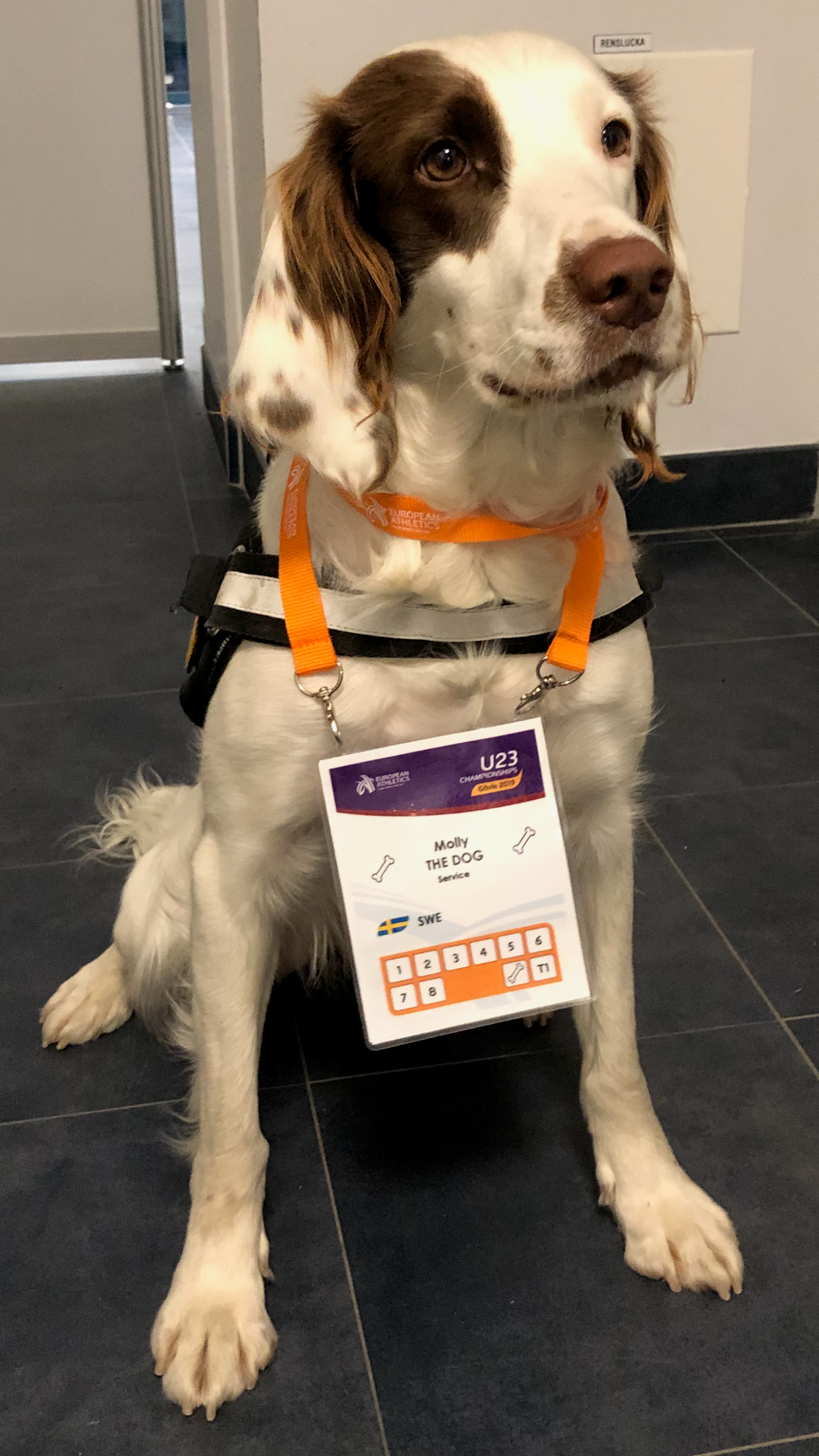 A Dog’s Life for Molly: The Anti-Doping Dog