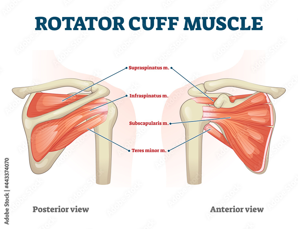 Building a Better Skier Part 4: The Shoulder