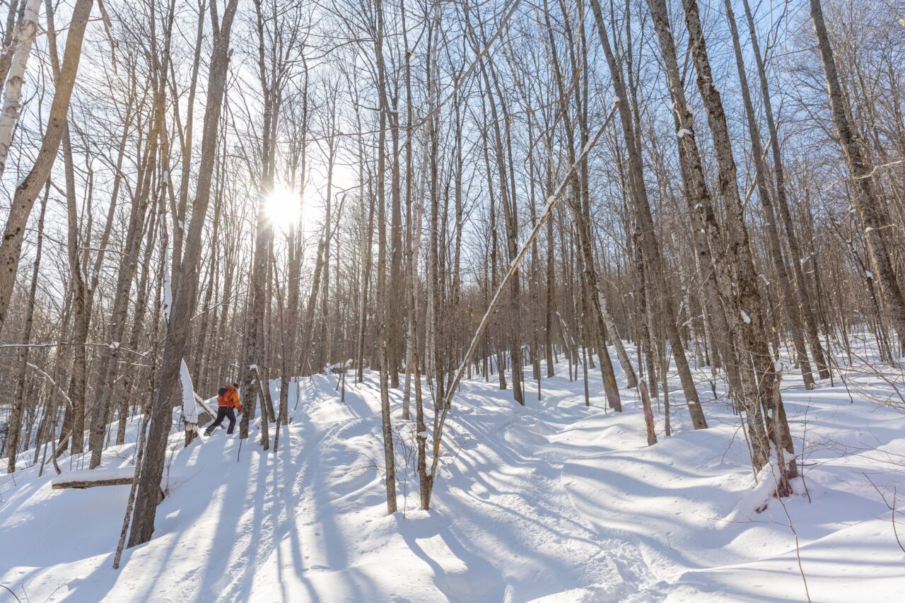 A skier in an orange jacket moves through snowy hardwood forest on a bright winter day, sun shining through bare trees